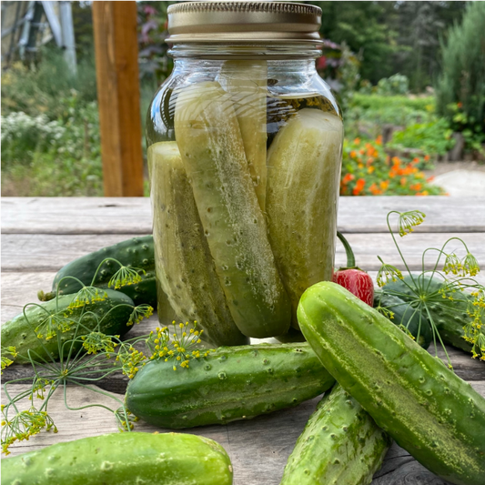 Concombre à cornichon National Pickling (semences bio)