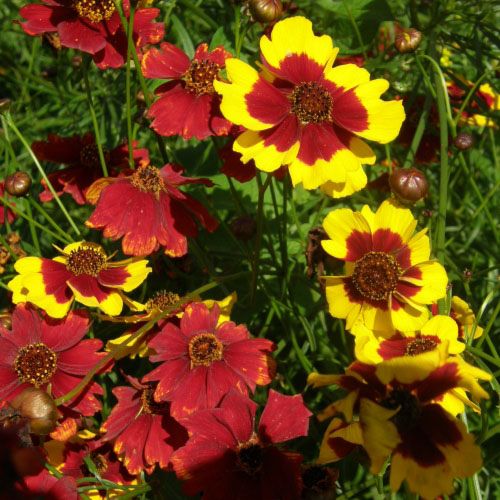 Fleurs jaunes et rouges au milieu brun