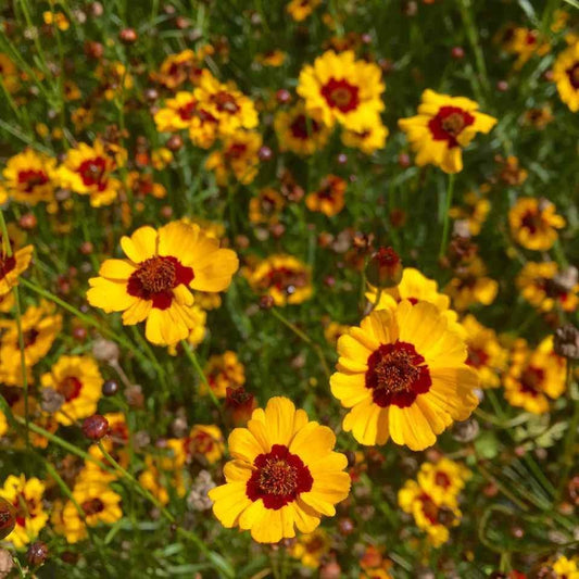 Fleurs jaunes au milieu brun entouré de rouge