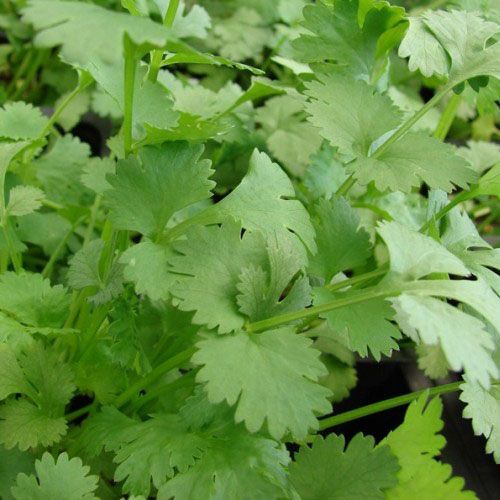 Feuilles de coriandre