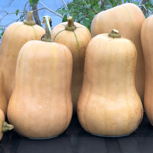 Courge Ponca Baby Butternut (semences bio)