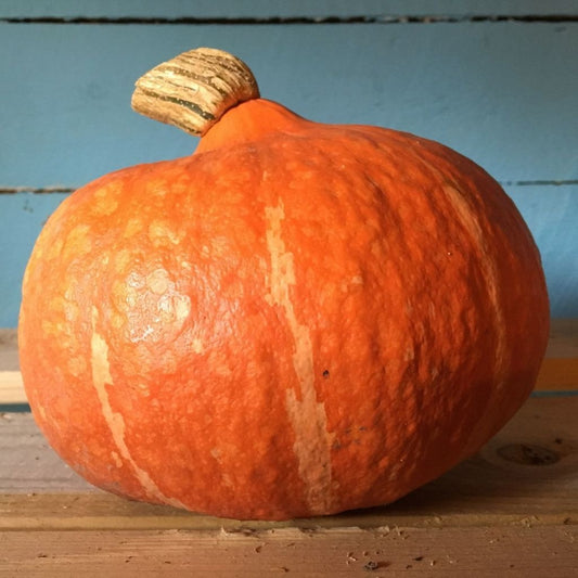 Courge Red Kuri (semences bio)