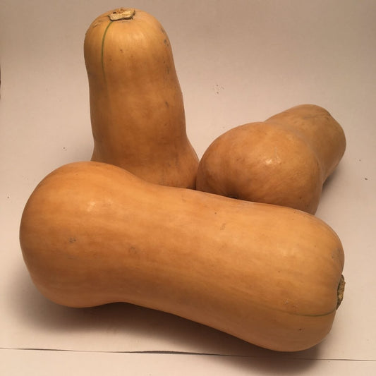 Courge Waltham Butternut (semences bio)