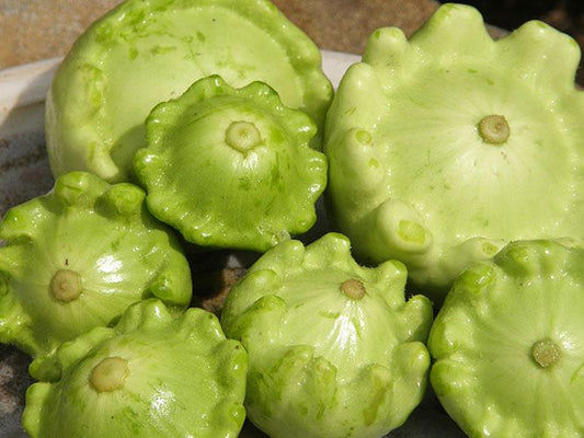 Courgette Pâtisson jaune et vert (semences bio)