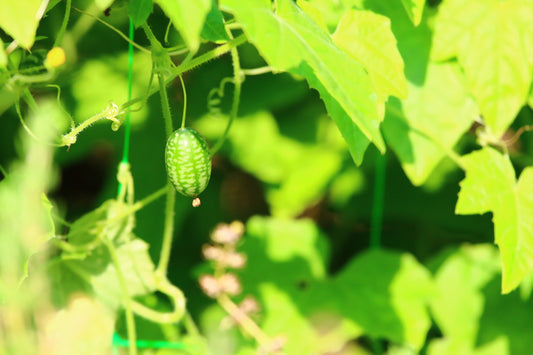 Cucamelon (plant)