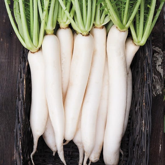 Radis Daikon (semences bio)