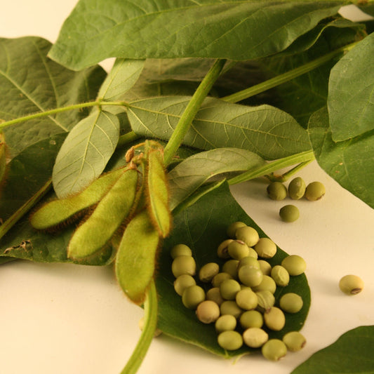 Fève de soja Edamame Envy (semences bio)