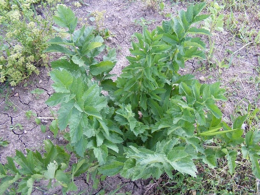 Livèche (plant)