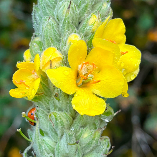 Grande molène (semences)