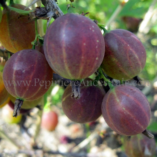 Groseillier Hinnonmaki 1 an