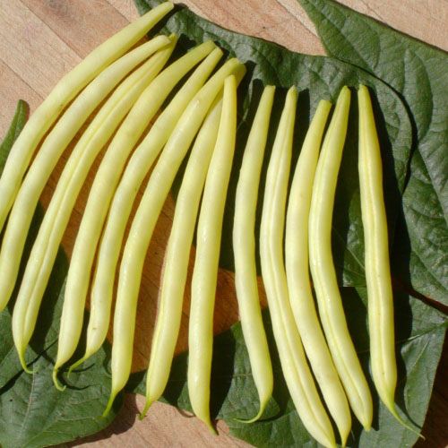 Haricot nain Beurre de Rocquencourt (semences bio)