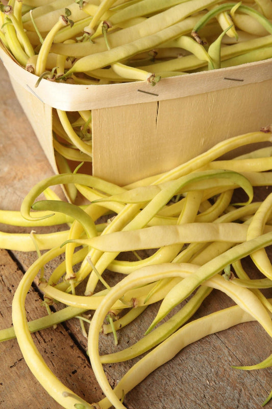 Haricot nain jaune Gold Rush (semences bio)
