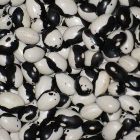 Haricot nain sec Orca (semences)