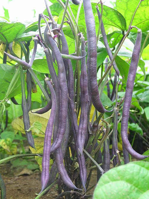 Haricot nain Royal Burgundy (semences bio)