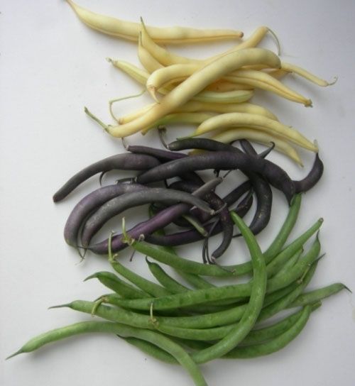 Haricot nain en mélange (semences bio)