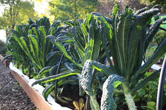 Kale dinosaure vert (plant)