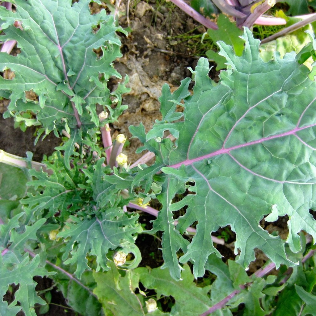  Chou frisé au feuilles longues (kale) et lobées