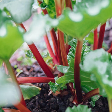 Rhubarbe (plant)