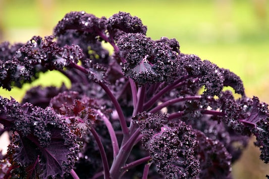 Kale frisé mauve (plant)