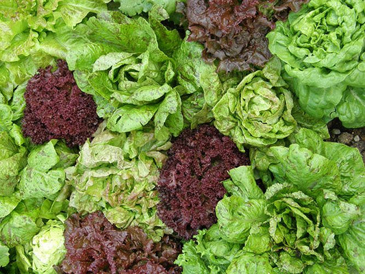 Laitue en Mélange (semences bio)