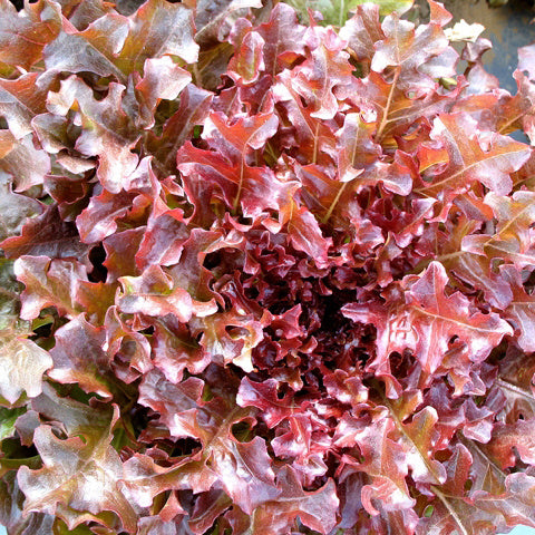 Laitue feuille de chêne Red Salad Bowl (semences bio)