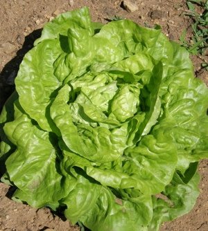 Laitue Grosse blonde paresseuse (semences bio)