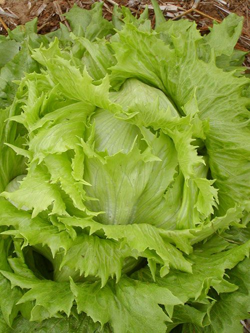 Laitue pommée Reine des glaces (semences bio)