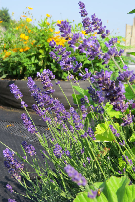 Lavande (plant)