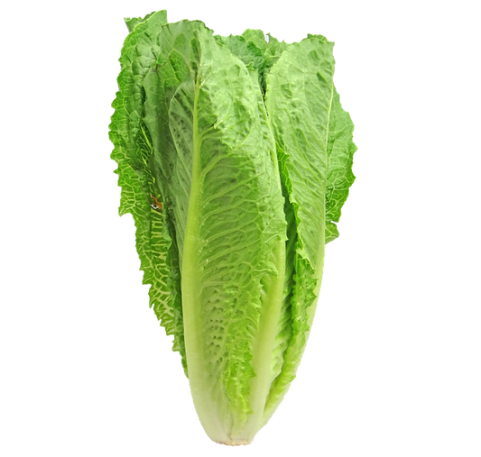 Laitue romaine verte (4 plants)