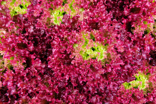 Laitue frisée rouge (4 plants)