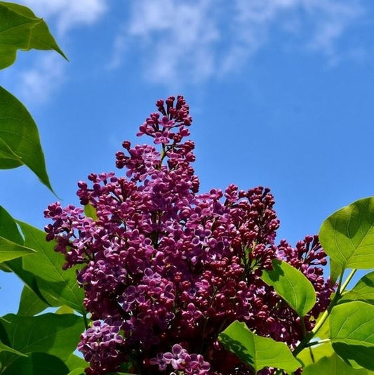 Lilas mauve 12 à 24 po