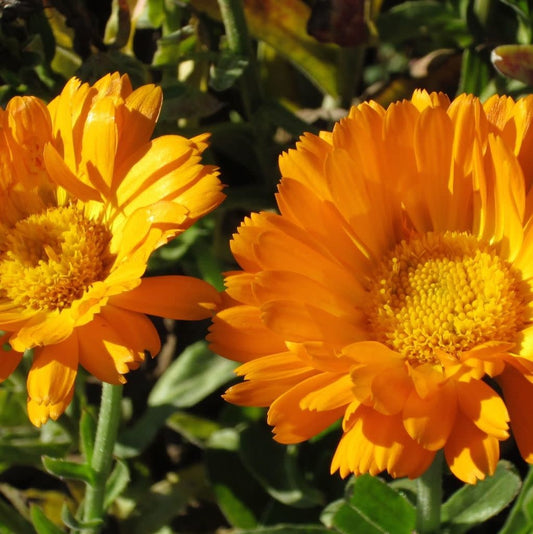 Fleurs de soucis calendula, variété Erfurter.