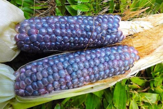 Maïs sucré Blue Jade (semences bio)
