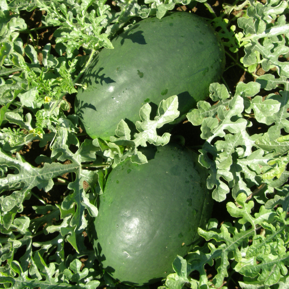 Melon D'eau Sweet Siberian (semences bio)