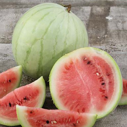 Melon d'eau King and Queen Winter (semences bio)