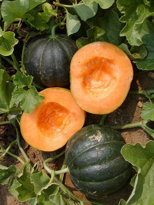 Melon Noir des Carmes (semences bio)