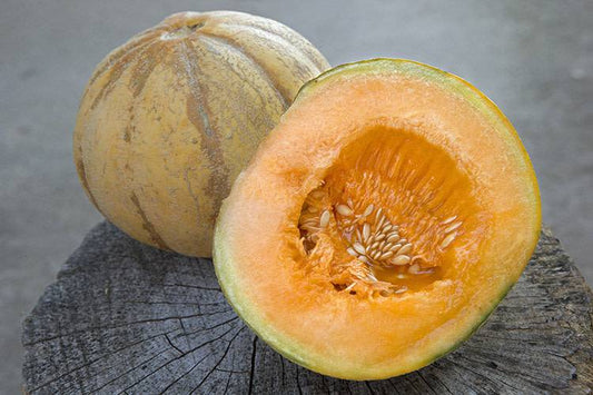 Melon brodé d'Oka (semences bio)