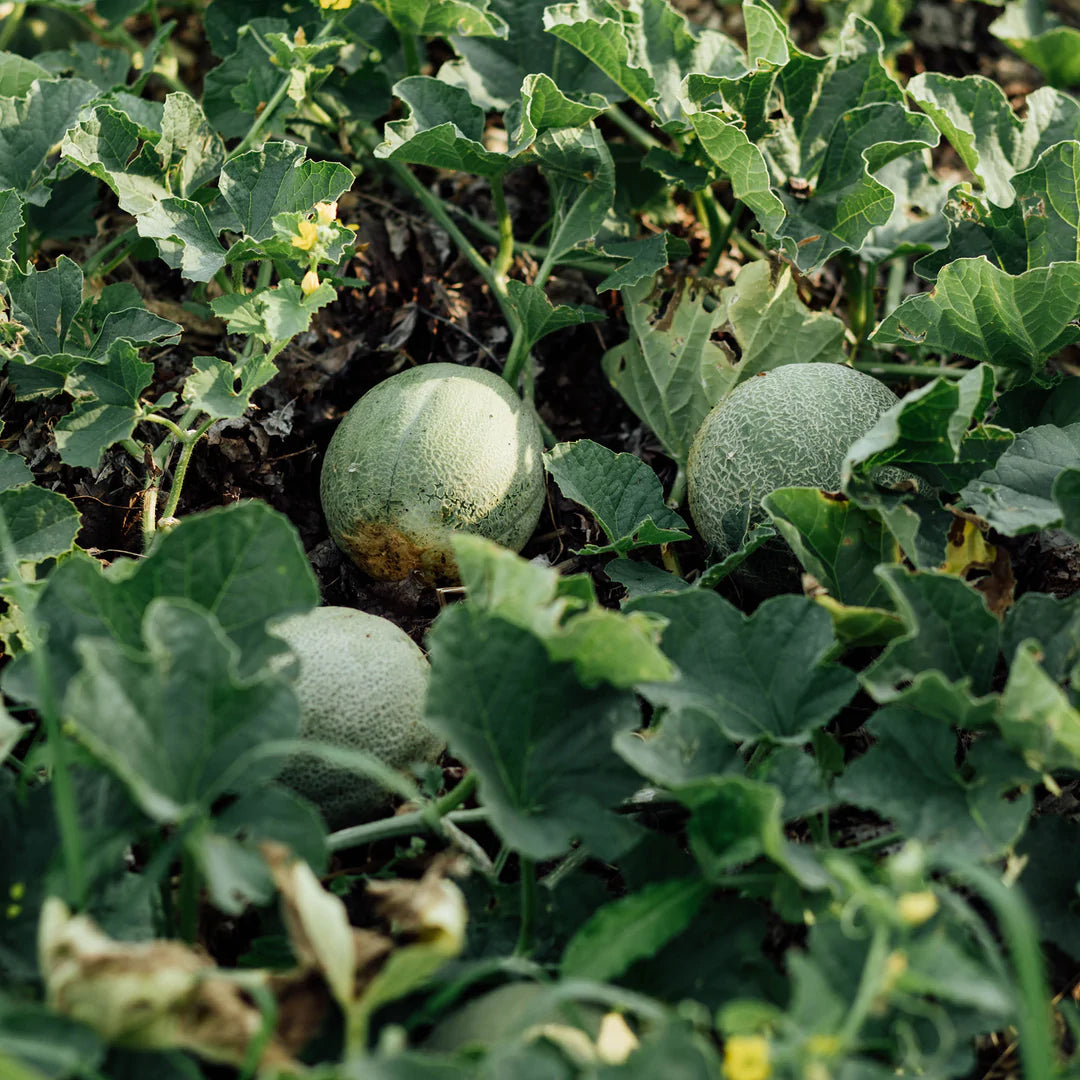 Melons d'Oka sur leur plant.