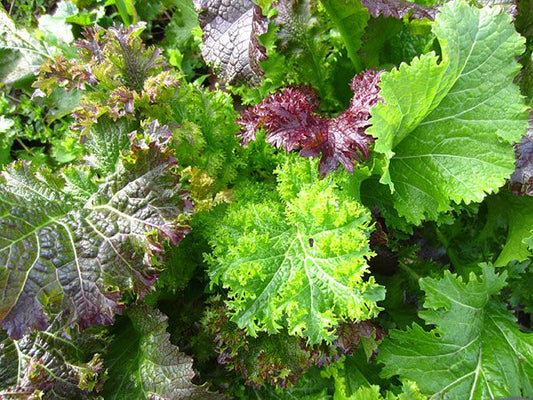 Mesclun de moutardes piquantes (semences bio)