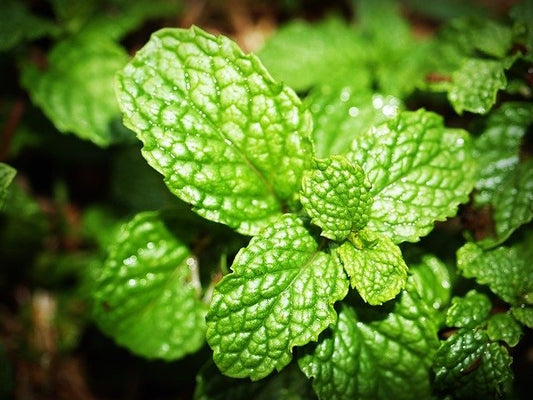 Menthe mojito (plant)