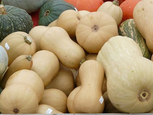 Courge Butternut (plant)