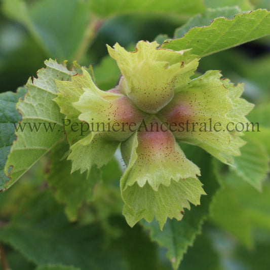 Noisetier américain