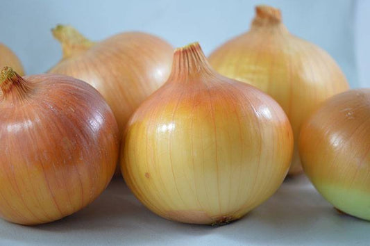 Oignon Yellow of Parma (semences bio)