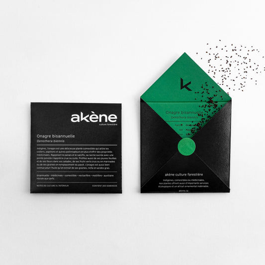 Onagre bisannuelle (semences)