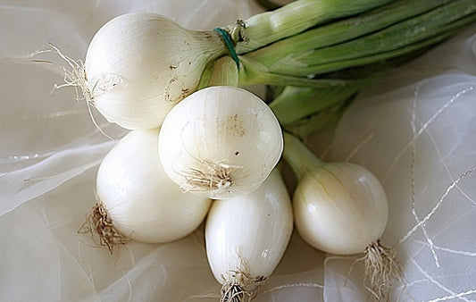 Oignon blanc (plants)