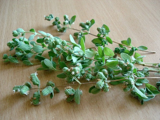 Marjolaine (plant)