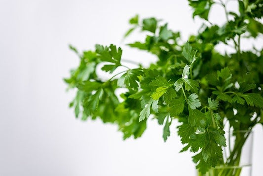 Persil plat (plant)