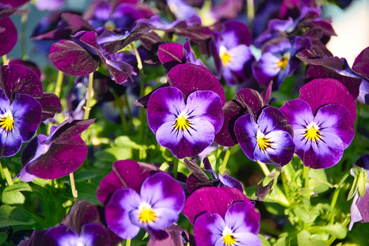 Viola - pensée mauve (6 plants)