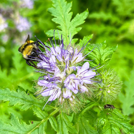 Phacélie à feuilles de tanaisie (semences)