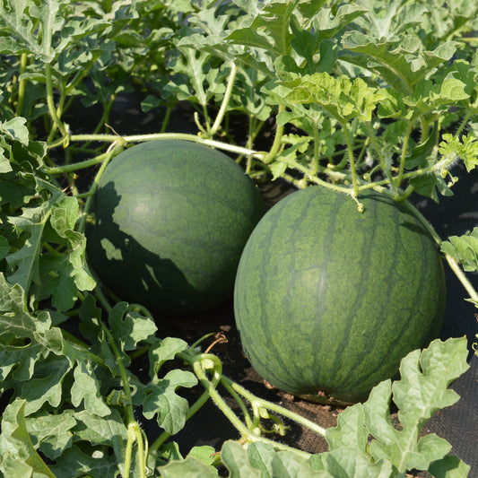 Melon d'eau Blacktail Mountain (semences bio)